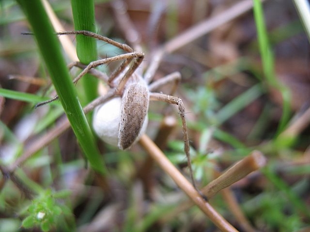 Suivi milieu 13 mai 2007 PDH 027